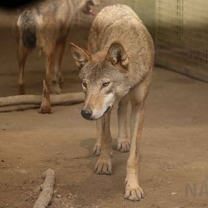 Mongolian wolf, July 2016