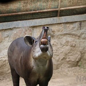 Baird's tapir, July 2016