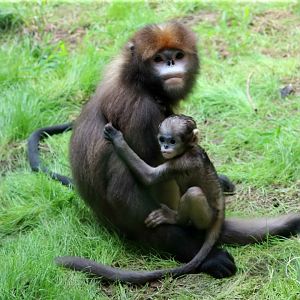 Grey snub-nosed monkey, July 2016