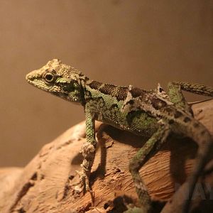 Splendid japalure, July 2016