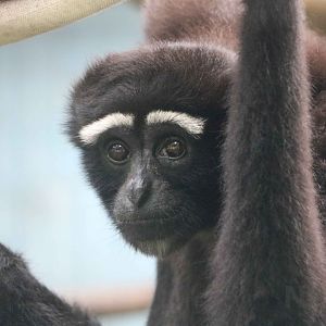 Eastern hoolock, July 2016