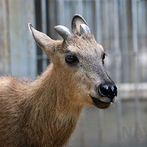 Red goral, July 2016