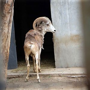 Tibetan argali, July 2016