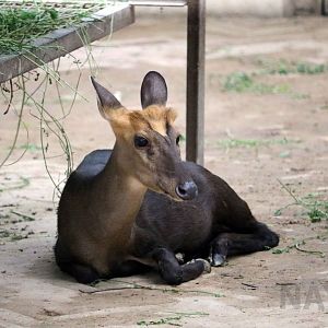 Black muntjac, July 2016