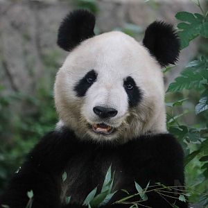 Giant panda, July 2016