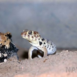Tibetan frog-eyed gecko, July 2016