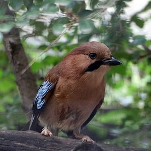 Plain-crowned jay, July 2016