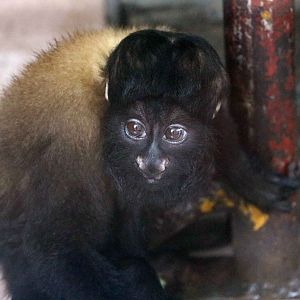 Red-backed bearded saki, July 2016