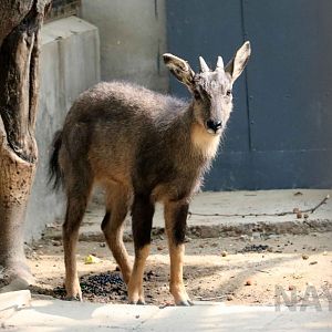 Chinese goral, July 2016