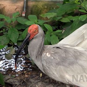 Crested ibis, July 2016