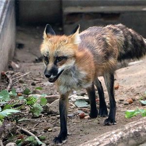 American red fox (?), July 2016