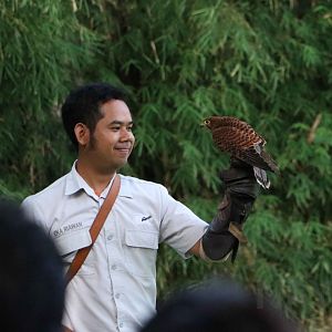 Spotted kestrel, June 2016