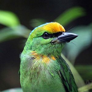 Flame-fronted barbet, June 2016