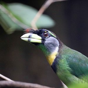 Fire-tufted barbet, June 2016