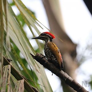 Common flameback, June 2016