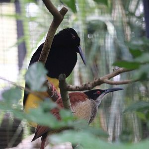 Twelve-wired bird-of-paradise, June 2016