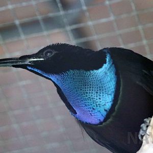 Magnificent riflebird, June 2016