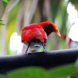 King bird-of-paradise, June 2016