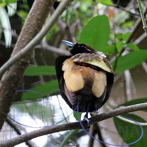 Magnificent bird-of-paradise, June 2016