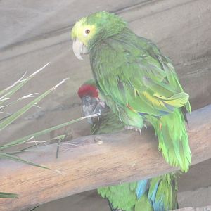 yellow headed amazon parrot