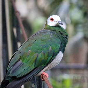 White-bellied imperial pigeon, June 2016
