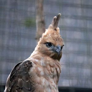 Javan hawk-eagle, June 2016