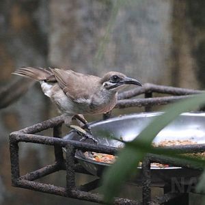 Timor friarbird, June 2016