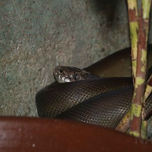 Papuan olive python, June 2016