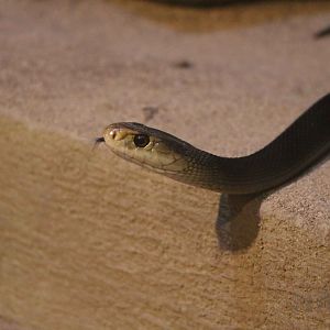 Papuan taipan, June 2016