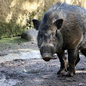 Javan wild boar, June 2016