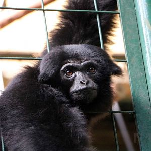 Kloss's gibbon, June 2016