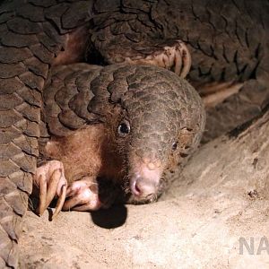 Sunda pangolins, June 2016