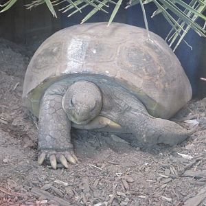mexican desert tortoise