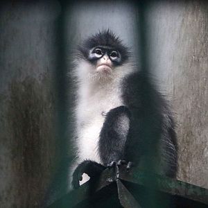 Natuna island surili, June 2016