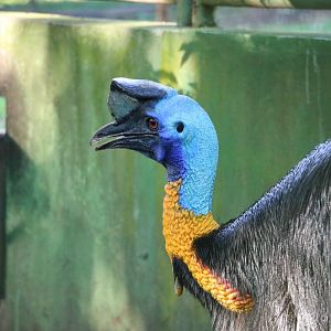 Single-wattled cassowary, June 2016