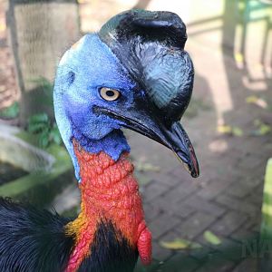 Single-wattled cassowary, June 2016