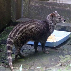 Small Indian civet, June 2016