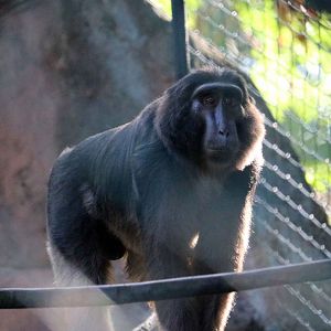 Heck's macaque, Schmutzer primate centre, June 2016