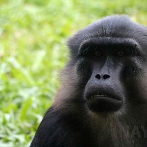 Tonkean macaque, Schmutzer primate centre, June 2016