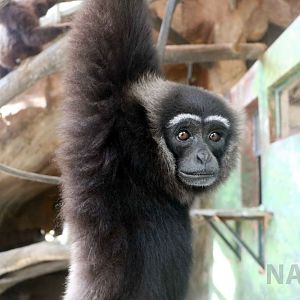 Agile gibbon, Schmutzer primate centre, June 2016