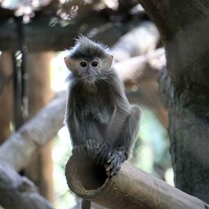 Silvery langur, Schmutzer primate centre, June 2016