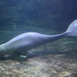 Dugong, June 2016