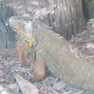green iguana