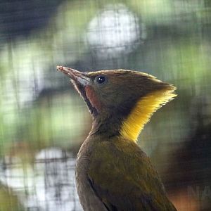 Greater(?) yellownape, June 2016