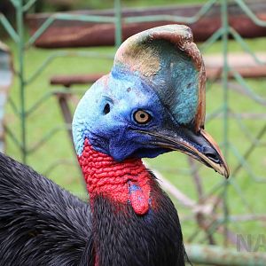 Single-wattled cassowary, June 2016