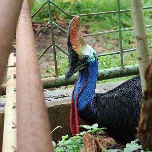 Double-wattled cassowary (historically bistriatus?), June 2016