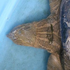 Asian narrow-headed softshell turtle, June 2016