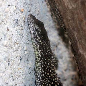Timor monitor, June 2016