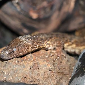Bornean earless monitor, June 2016
