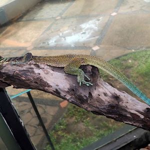 Tri-coloured monitor, June 2016